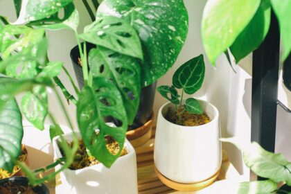 5 Easy Ways to Reduce Your Carbon Footprint at Home | QuickAdvisr
