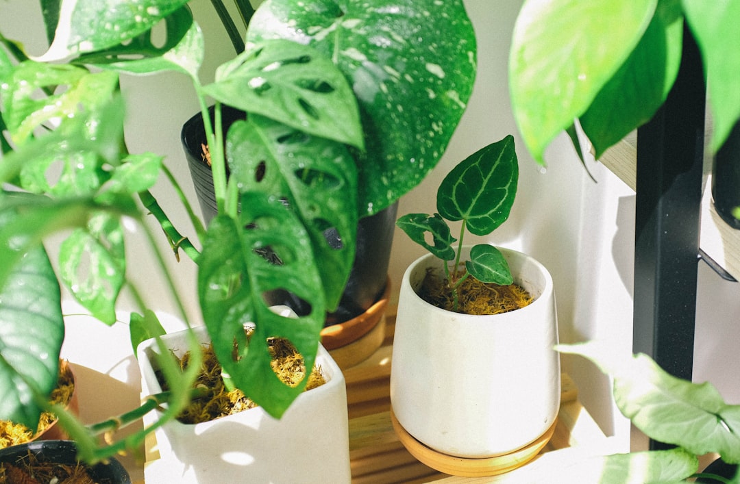 5 Easy Ways to Reduce Your Carbon Footprint at Home | QuickAdvisr