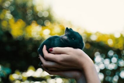 7 Hidden Costs of Owning a Pet and How to Budget for Them | QuickAdvisr